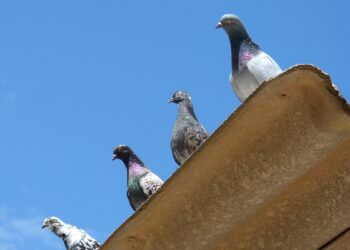 Revolutionize Your Learning Strategy with Curiosity Learning Techniques