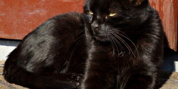 Unleashing Your Potential: How Curiosity Enhances Learning and Development