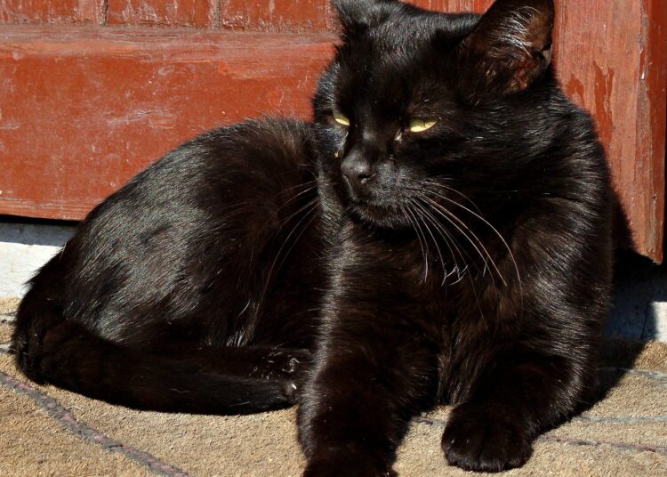 Unleashing Your Potential: How Curiosity Enhances Learning and Development