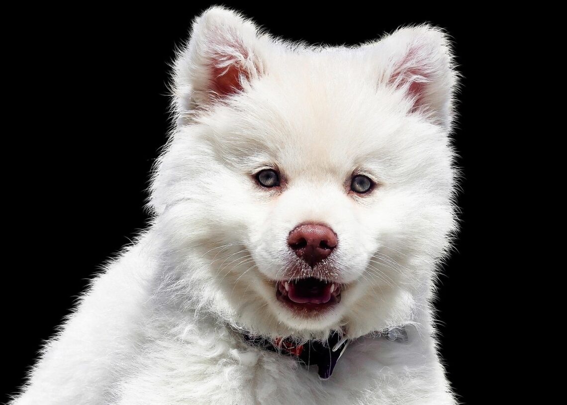 Stay Brilliant: Insights into Curiosity's Impact on Education