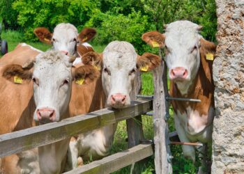 Why Curiosity Learning Activities Are Your Pathway to Better Problem Solving