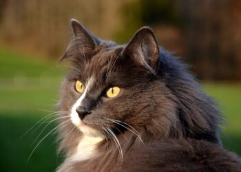 Unleashing Student Potential Through Curiosity Driven Education