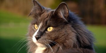 Unleashing Student Potential Through Curiosity Driven Education