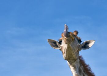 Embracing the Unique Living Lifestyle: Tips for Creating a Home That Reflects You