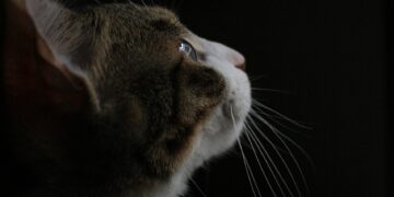 From Bored to Brilliant: How Curiosity Learning Can Change Your Approach to Education