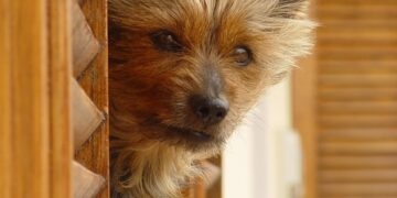 Unlock the Secrets of Curiosity Learning: Transform Your Study Habits Today