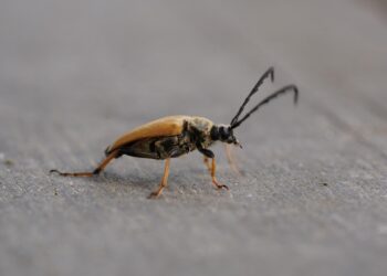 Curiosity Learning Unveiled: What It Is and Why It Matters