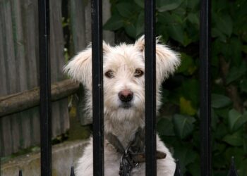 Exploring the Depths of Curiosity Learning: How It Drives Innovation in Education