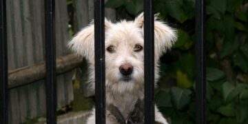 Exploring the Depths of Curiosity Learning: How It Drives Innovation in Education