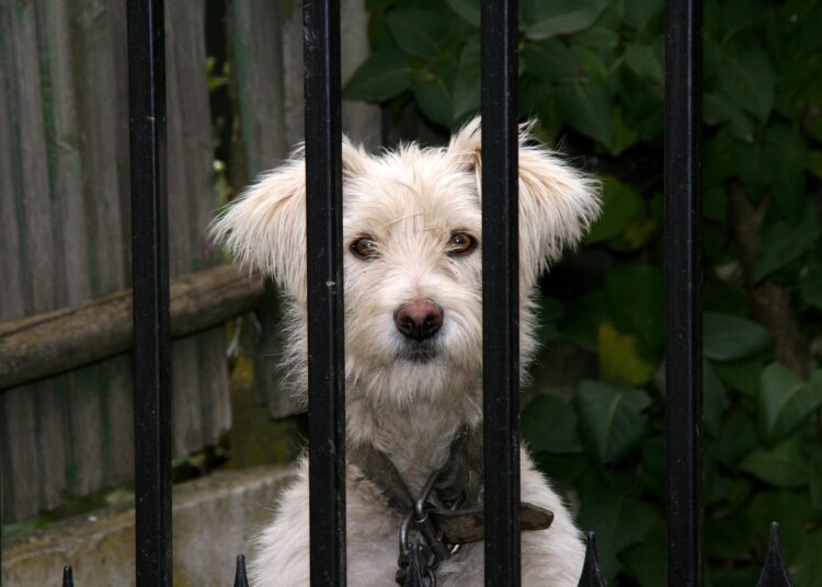 Exploring the Depths of Curiosity Learning: How It Drives Innovation in Education