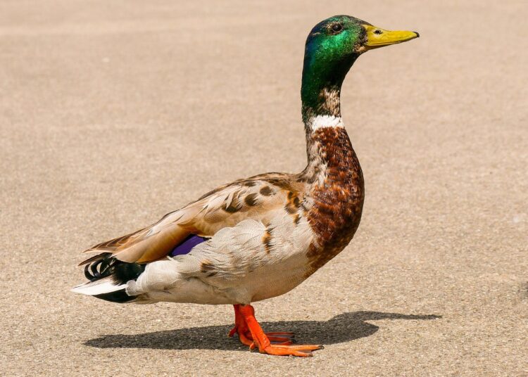 The Surprising Benefits of Curiosity Driven Education in Early Childhood