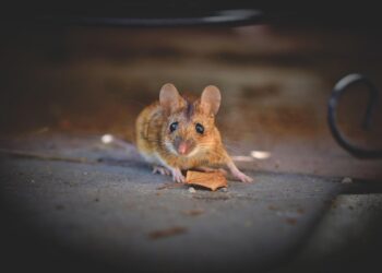 The Power of Wonder: Exploring Curiosity's Role in Lifelong Learning