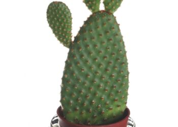 Weird Facts Unveiled: Discover the Strangest Truths Hidden in Plain Sight