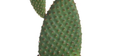 Weird Facts Unveiled: Discover the Strangest Truths Hidden in Plain Sight