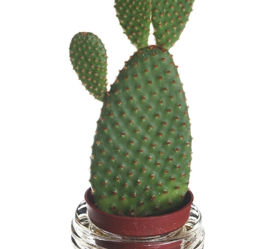 Weird Facts Unveiled: Discover the Strangest Truths Hidden in Plain Sight