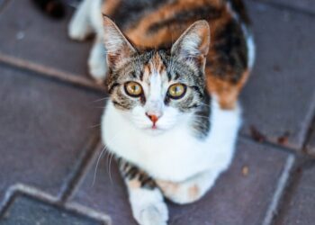 7 Ways Curious Living Can Enhance Your Daily Routine