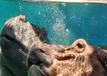 10 Must-Ask Debate Questions for Every Political Enthusiast