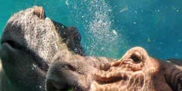 10 Must-Ask Debate Questions for Every Political Enthusiast