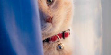 Ignite the Spark Within: Essential Curiosity Learning Quotes for Lifelong Learners