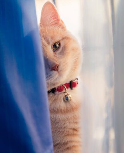 Ignite the Spark Within: Essential Curiosity Learning Quotes for Lifelong Learners