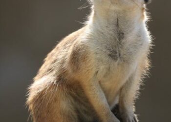 Explore the Power of Wonder: Best Curiosity Learning Quotes for Daily Motivation