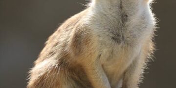 Explore the Power of Wonder: Best Curiosity Learning Quotes for Daily Motivation