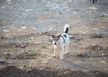 5 Proven Benefits of Curiosity Learning for Personal Growth