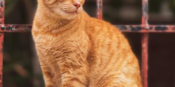 Transform Your Perspective: Curiosity Learning Quotes that Will Change Your Thinking