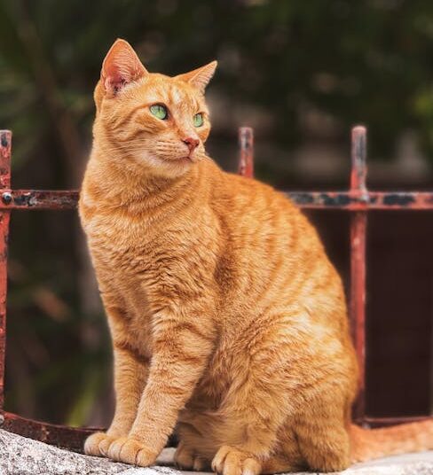 Transform Your Perspective: Curiosity Learning Quotes that Will Change Your Thinking